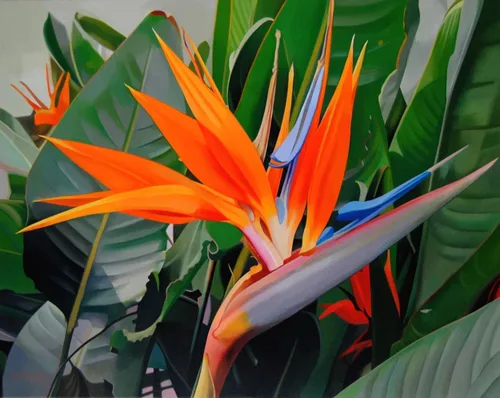 Vista 4 de Semillas Strelitzia Crane (Ave del Paraíso) Flores perennes para plantar