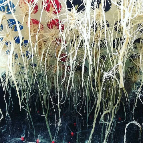 Vista 4 de 25 Site aeroponic máquina de clonación