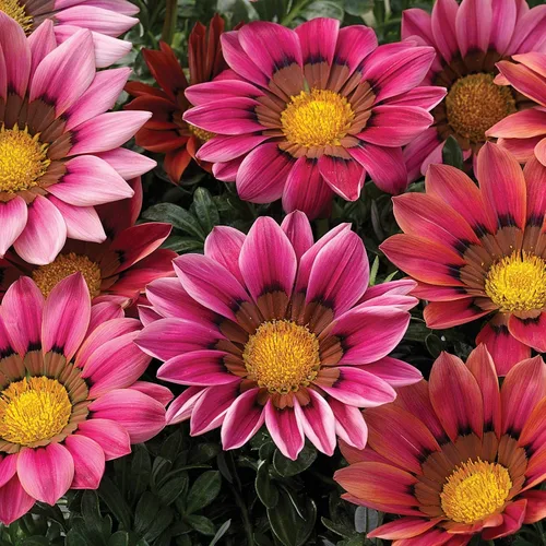 Vista 7 de Outsidepride Kiss Rose Gazania Semillas para plantar – 25 piezas de semillas perennes, de bajo mantenimiento, tolerantes a la sequía para flores