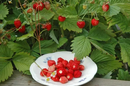 Vista 7 de Semillas Alpine Strawberry Aleksandria Red Everbearing Bayas de interior Frutas para plantar sin OMG