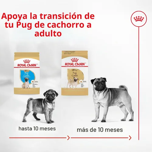Vista 8 de Royal Canin Pug - Alimento seco específico para perros de raza adulta, bolsa de 10 libras Weight Management, Skin Barrier Support, For Adult Pugs