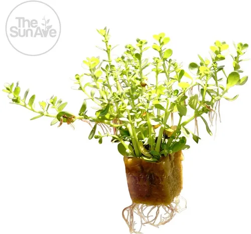 Vista 3 de Bacopa Monnieri - Planta de acuario vivo de agua dulce fácil con raíces (más de 7 tallos)