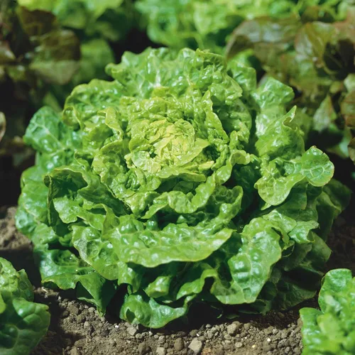 Vista 5 de Eden Brothers Semillas de lechuga (orgánicas) - Buttercrunch