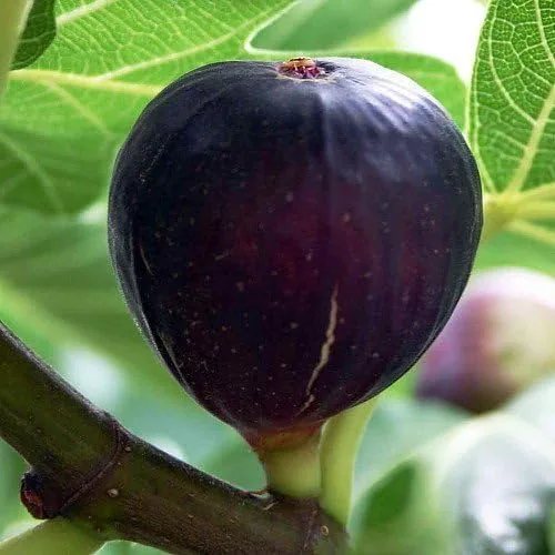 Vista 4 de Violet De Burdeos Negronne - Planta comestible de higos - Ficus carica - Dulce - Planta viva de 2 años