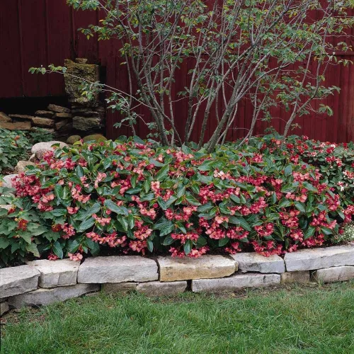 Vista 7 de Outsidepride Semillas de begonia Pink Dragon Wing para plantar, 10 semillas de flores perennes con flores grandes, hábito de crecimiento arqueado