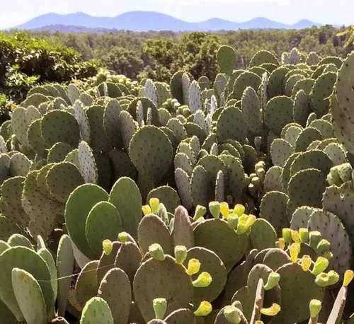 Vista 3 de Creation Cultivated - Live "Spineless Tunly Pear Cactus" - Opuntia cacanapa "Ellisiana" (1 corte de almohadilla) / Cactus resistente al invierno