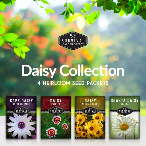 Vista 2 de Survival Garden Seeds Colección de semillas de margaritas para plantar, 4 paquetes, escamas africanas, capa, pintadas y margaritas Shasta, semillas