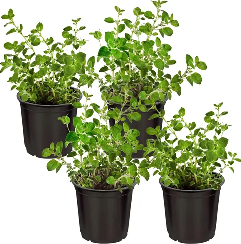 Vista 9 de Hierba aromática y comestible viva, lavanda (4 por paquete), potenciador natural del sueño, 6 pulgadas de alto por 4 pulgadas de ancho en 1 pinta