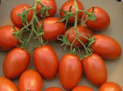 Vista 2 de TOMATE, SEMILLA DE TOMATE ROMA, SIN OGM, 100 SEMILLAS POR PAQUETE Jacobs Ladder Ent.