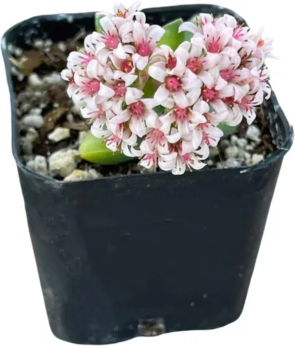 Vista 5 de Plantas suculentas vivas de USKC (maceta de 5 cm Crassula 'Tiempo de primavera')