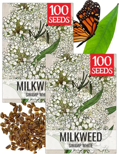 Vista 21 de Seed Needs Semillas de algodoncillo de mariposa naranja para mariposas monarca, 1 paquete