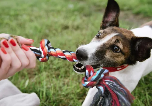 Vista 7 de Fida Juguetes de cuerda para perros, paquete de 4 unidades, resistentes cuerdas de algodón para masticar para interiores y exteriores, juego