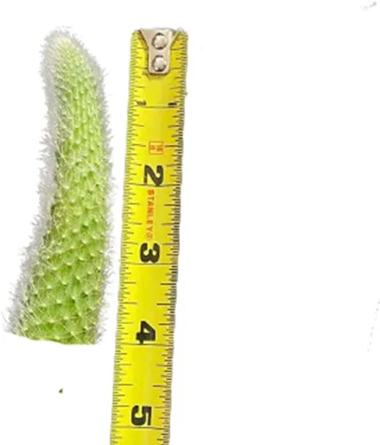 Vista 2 de Plantas de cactus vivos Cleistocactus Colademononis-Cola de mono (sin corte de raíz) (5 pulgadas de largo)