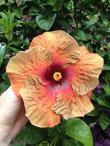 Vista 7 de Peters Professional Bloom Booster 10-30-20 con micronutrientes. Ideal para todas las plantas con flores, 1 libra