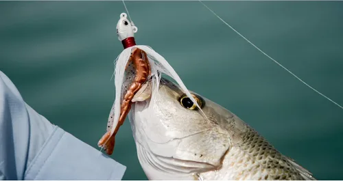 Vista 4 de Berkley Gulp! Shrimp Saltwater Fishing Soft Bait Camarones Naturales