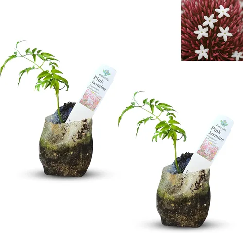 Vista 26 de Plantas de aloe coral (Aloe striata) - Suculenta viva con llamativos bordes rosados y hojas lisas y planas para jardinería en interiores
