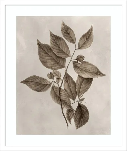 Vista 20 de Amanti Art Lienzo decorativo para pared enmarcado de 24 x 20 pulgadas, muestra de árbol III de Vision Studio, arte de pared de naturaleza
