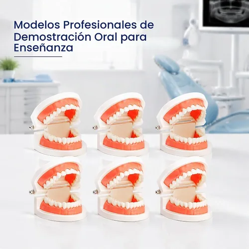 Vista 9 de ZENFUN Paquete de 6 modelos de dientes dentales, modelo de demostración dental para estudio, modelos de dientes estándar, modelo de boca