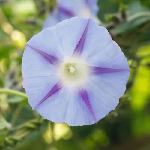 Vista 10 de Eden Brothers Morning Glory Seeds - Picotee azul, semillas sin OMG para plantar, 1 onza Semillas de flores de bajo mantenimiento, plantas durante