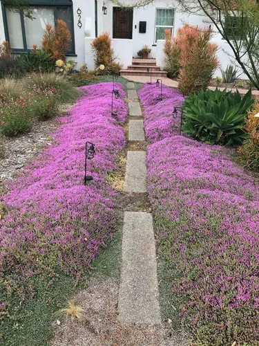 Vista 4 de Dichmag Más de 15000 semillas de cobertura del suelo de tomillo rastrero de alfombra púrpura para plantar, semillas de jardinería de flores perennes