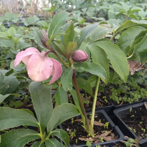 Vista 2 de 8 recipientes de rosa cuaresmal mixta en macetas de 2.5 pulgadas, ideal para plantar en otoño