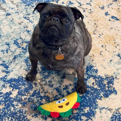 Vista 4 de SPOT Fun Food Taco - Juguete de peluche para perros con chirriador, juguete interactivo suave y chirriante para perros y cachorros, mantiene a