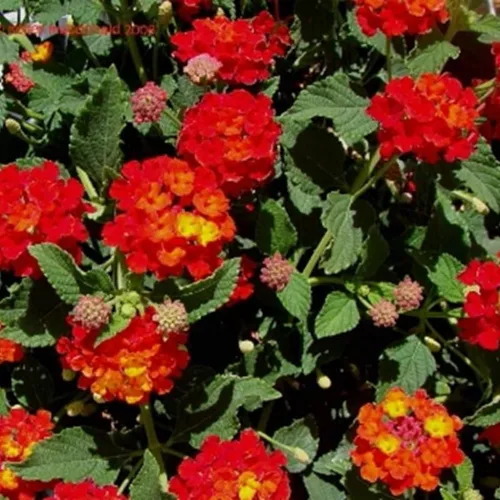 Vista 9 de Paquete de 4 plantas perennes de Lantana vivas de rápido crecimiento para jardín o contenedores, 4-8 pulgadas de alto, flores rojas brillantes
