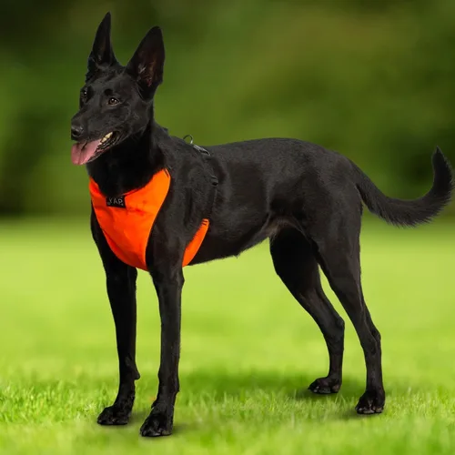 Vista 7 de YAP Techno® - Arnés para perro sin tirones, ajustable en 4 direcciones, arnés de chaleco para perro con control de temperatura, arnés para perro sin