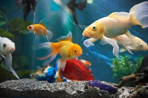 Vista 5 de A Lot'l Axolotls Copos de pescado tropical, mejora del color, alto contenido de proteínas, alimentos básicos, 2 onzas