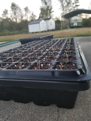 Vista 6 de Bootstrap Farmer 128 celdas con bandeja de inicio de semillas planas 1020, extra fuerte, paquete de 5 unidades, bandejas de plántulas para comenzar