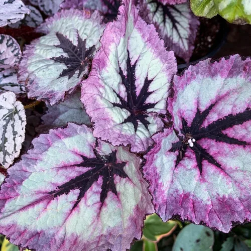 Vista 6 de Juego de 2 plantas vivas de begonia, plantas raras de begonia para remolque, cesta colgante ornamental de 5 a 9 pulgadas de alto, fuego