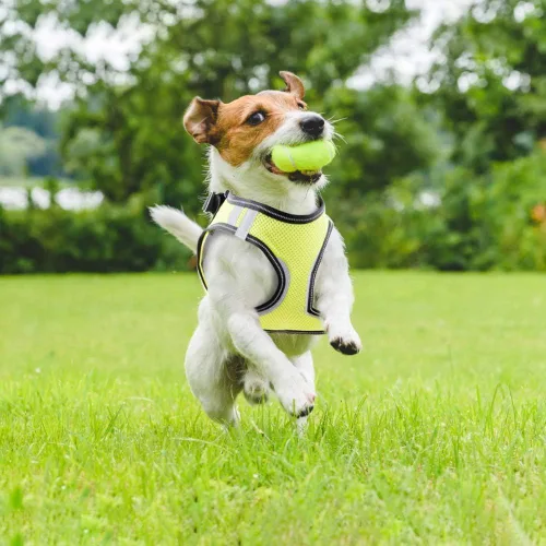 Vista 5 de PAWISE Arnés de malla reflectante para perro, chaleco de malla acolchada suave para caminar, arnés para mascotas sin tirones con 2 clips para correa