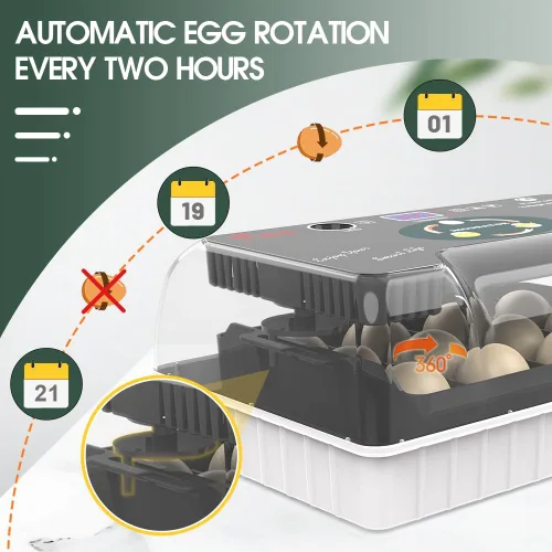 Vista 8 de Incubadora de 12 huevos, girador automático de huevos, control de temperatura, vela incorporada, recarga automática de agua para incubar huevos