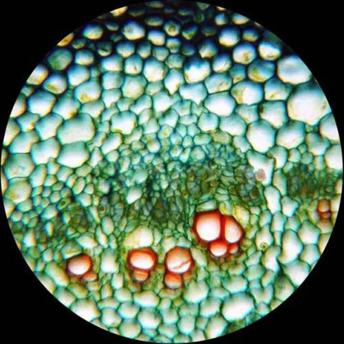 Vista 8 de AmScope Microscopio LED compuesto biológico T360B-M 40X-2000X + cámara digital de 1.3MP