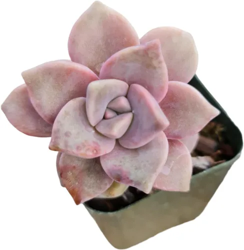 Vista 21 de Plantas suculentas vivas de USKC (maceta de 5 cm Crassula 'Tiempo de primavera')