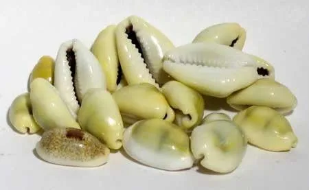 Vista 2 de Caracol De Santo - Cowrie Shells Santeria Rituales de adivinación