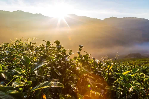 Vista 6 de Cafe Don Pedro Cápsulas de café de vainilla francesa de bajo ácido, compatible con cafetera K-Cup, 100% Arábica, Battles Heartburn, Reflujo ácido