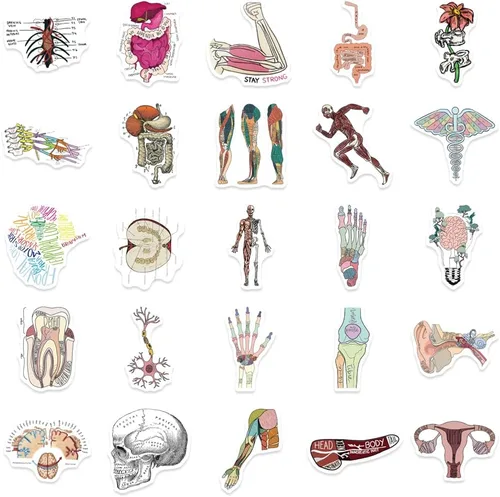 Vista 4 de Anatomy Pun Stickers Human Anatomy Sticker Water Bottle Stickers for Teens Waterproof Vinyl(50Pcs)
