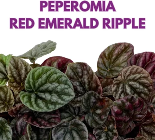 Vista 2 de BubbleBlooms Peperomia caperata roja, ondulación esmeralda roja, escarcha, platino, en una maceta de 2 pulgadas Tiny Mini Pixie Plant