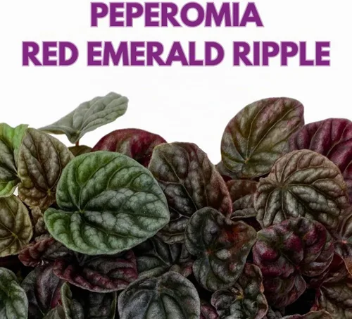 Vista 2 de BubbleBlooms Peperomia caperata roja, ondulación esmeralda roja, escarcha, platino, en una maceta de 2 pulgadas Tiny Mini Pixie Plant