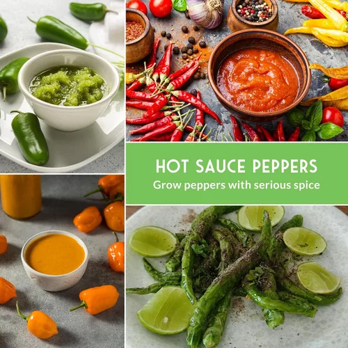 Vista 6 de Paquete variado de semillas de pimiento picante para plantar 4 variedades: jalapeño, serrano, cayena y habanero – chiles tradicionales picantes