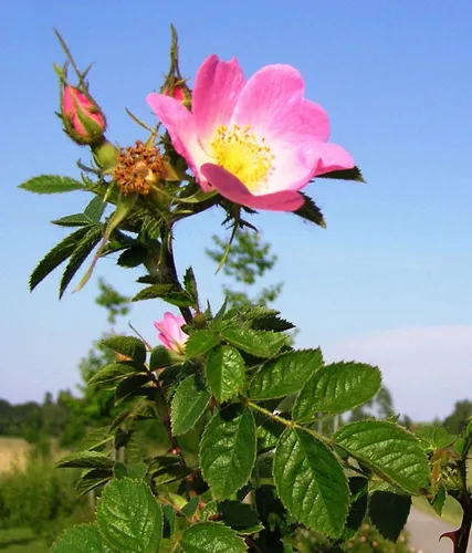 Vista 2 de Rosa rubiginosa Rosa Silvestre Brezo Dulce Común Doble Cadera Blanca 20_Seeds