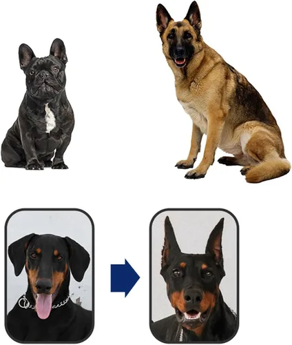Vista 7 de Pegatina para orejas de cachorro, soporte fijo, herramienta de elevación de orejas de cachorro alemán, 2.8x1.4 in