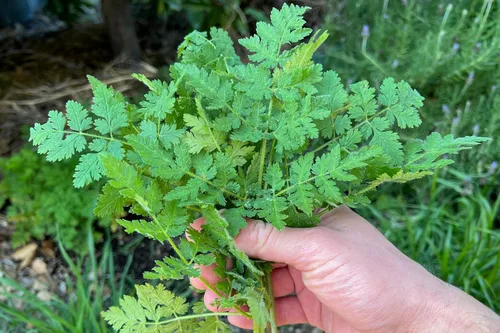 Vista 5 de Plant Good Seed Sweet Cicely Seeds - Paquete de 20 semillas tradicionales para plantar flores, suministros de jardinería, jardín de hierbas, flores