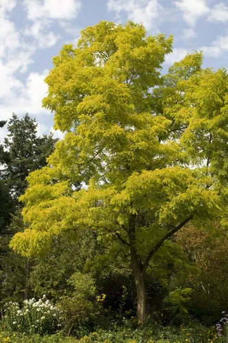 Vista 4 de Árbol de langosta negra, planta viva de 24 a 36 pulgadas de alto, plántula a raíz desnuda, árbol de sombra de crecimiento rápido con flores