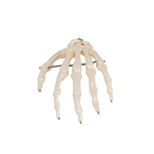 Vista 5 de 3B Scientific Esqueleto de mano A40 montado en alambre - 3B Smart Anatomy