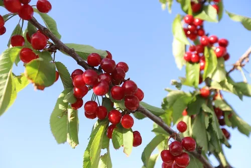 Vista 2 de 10 semillas de cerezo agrio Evans para plantar - Prunus cerasus 'Evans