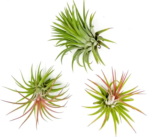 Vista 9 de ragnaroc Plantas de aire – Druida Tillandsia Ionantha, Regular 2-3 pulgadas – 3 ct – Llegada viva garantizada – Plantas de interior para decoración