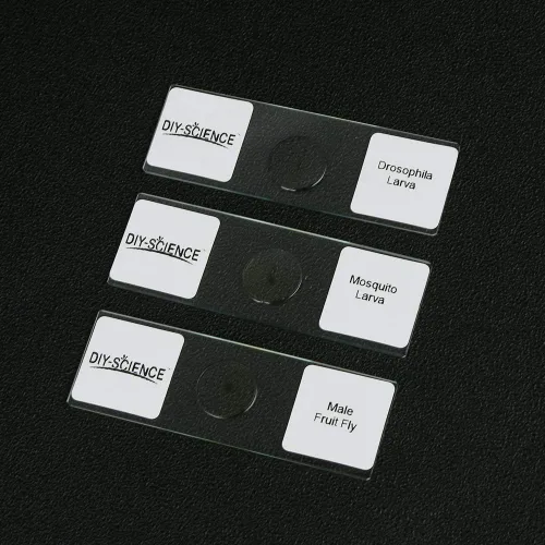 Vista 5 de Juego de diapositivas de microscopio de insectos enteros preparados, 10 piezas para niños, estudiantes, clase de biología, regalo educativo