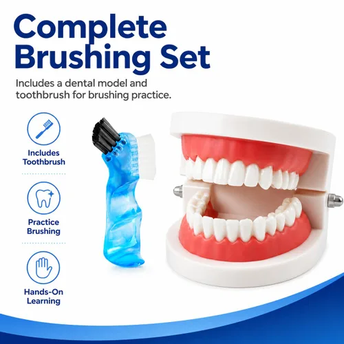 Vista 3 de Modelo de dientes dentales con cepillo de dientes dental, modelo de dientes estándar para cepillar, demostración de modelo de boca de dentadura